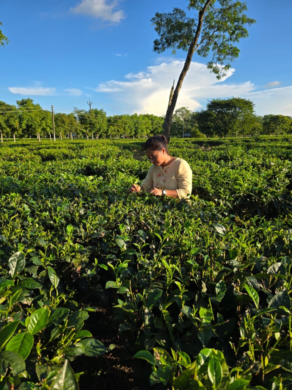 Dr Sagarika Das, Centre for Biotechnology and Bioinformatics, Dibrugarh University is seen collecting tea blossoms from Assam’s tea estates